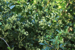 Maytenus procumbens