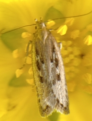 Neofaculta ericetella