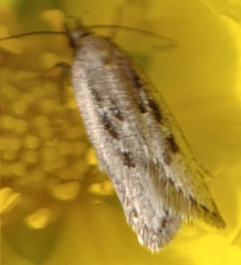 Neofaculta ericetella