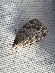 Scoparia ambigualis
