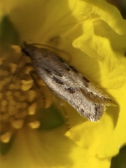Neofaculta ericetella