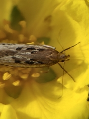 Neofaculta ericetella