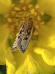 Neofaculta ericetella