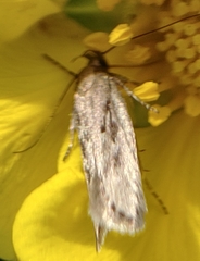 Neofaculta ericetella