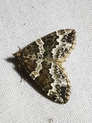 Electrophaes corylata