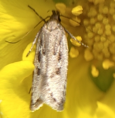 Neofaculta ericetella