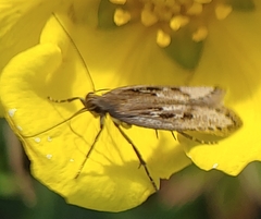 Neofaculta ericetella