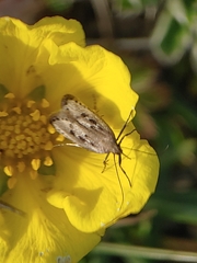 Neofaculta ericetella