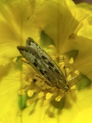 Neofaculta ericetella