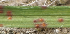 Puccinia obscura