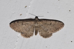 Eupithecia intricata