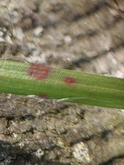 Puccinia obscura