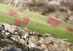 Puccinia obscura