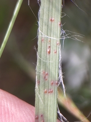 Puccinia obscura