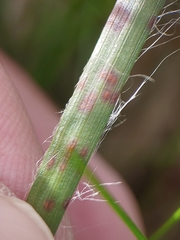 Puccinia obscura