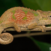 Dhlinza Dwarf Chameleon - Photo (c) Tyrone Ping, some rights reserved (CC BY-NC), uploaded by Tyrone Ping