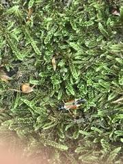 Cyllecoris histrionius