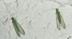 Chrysoperla