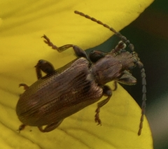 Plateumaris discolor