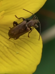 Plateumaris discolor