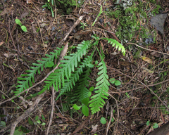 Notogrammitis heterophylla