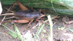Teleogryllus occipitalis