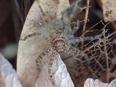 Heteropoda monteithi