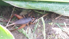 Teleogryllus occipitalis