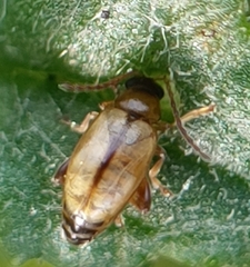 Longitarsus exsoletus