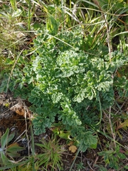 Longitarsus exsoletus