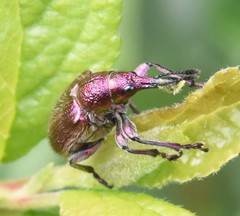 Rhynchites auratus