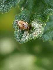 Longitarsus exsoletus