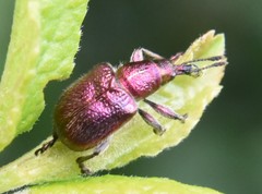 Rhynchites auratus
