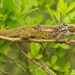 Transvaal Dwarf Chameleon - Photo (c) Tyrone Ping, some rights reserved (CC BY-NC)