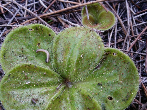 Drosera erythrorhiza