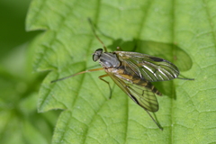 Rhagio vitripennis