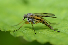 Rhagio vitripennis
