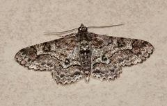 Cleora determinata