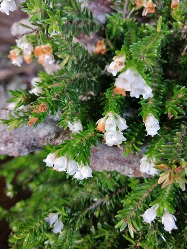 Erica depressa L.