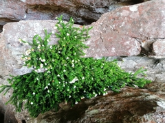 Erica depressa