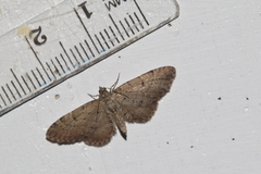 Eupithecia intricata