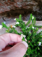 Erica depressa