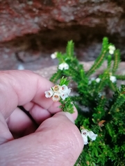 Erica depressa