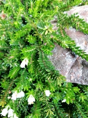 Erica depressa