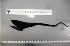 Pelican Eel photo 5