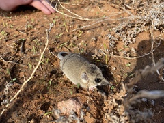Sminthopsis crassicaudata