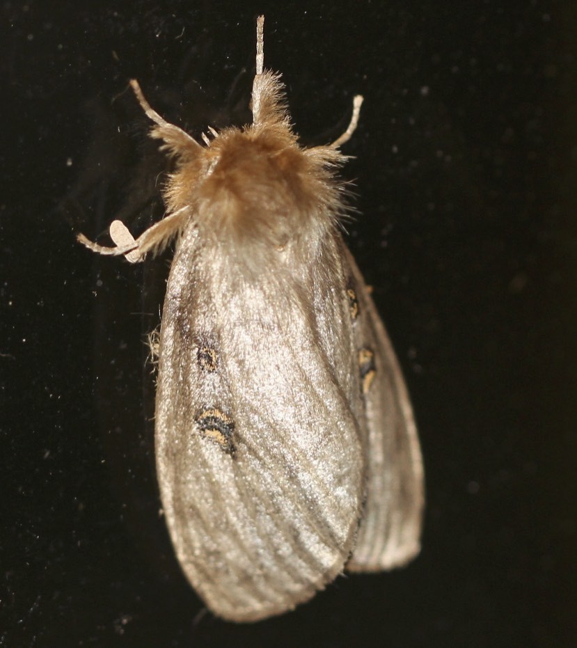 White Cedar Moth (Leptocneria reducta) · iNaturalist Australia