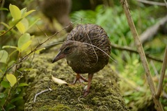Gallirallus australis hectori