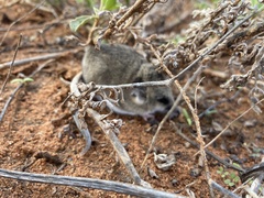 Sminthopsis crassicaudata