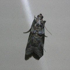Conobathra hemichlaena